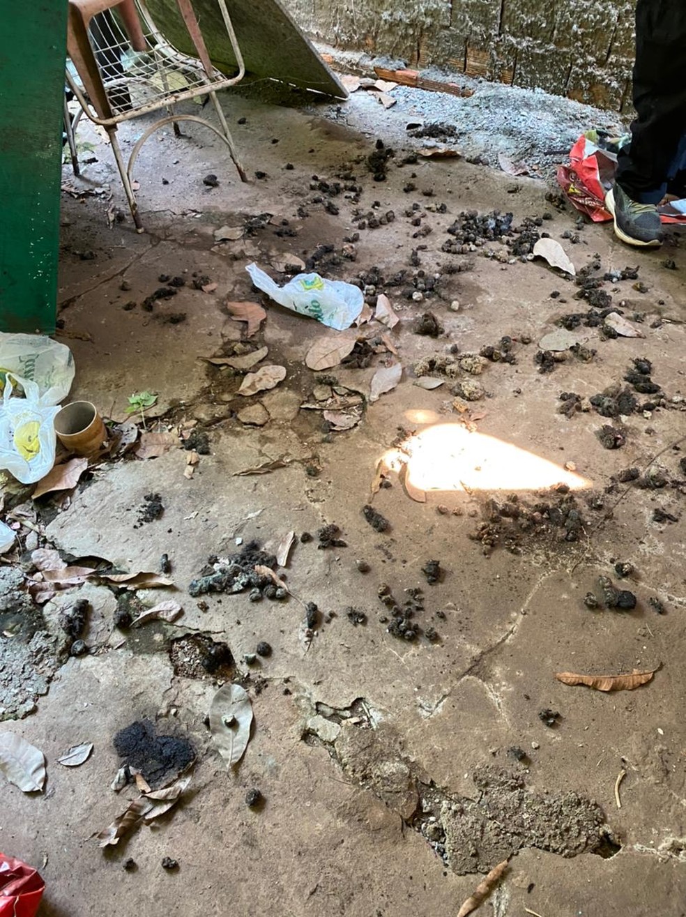 Casa estava cheia de fezes, urina e sujeira, segundo a Apaa — Foto: Divulgação/Apaa de Araguaína