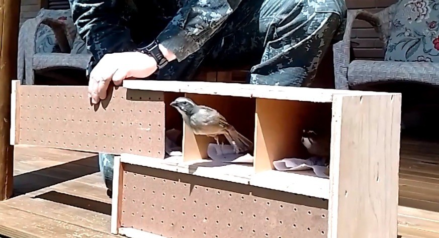 400 aves vítimas de tráfico e comércio ilegal são devolvidas à natureza após serem reabilitadas 