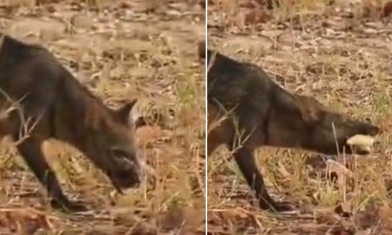 Biólogo registra cachorro-do-mato abrindo jatobá com os próprios dentes no Pantanal