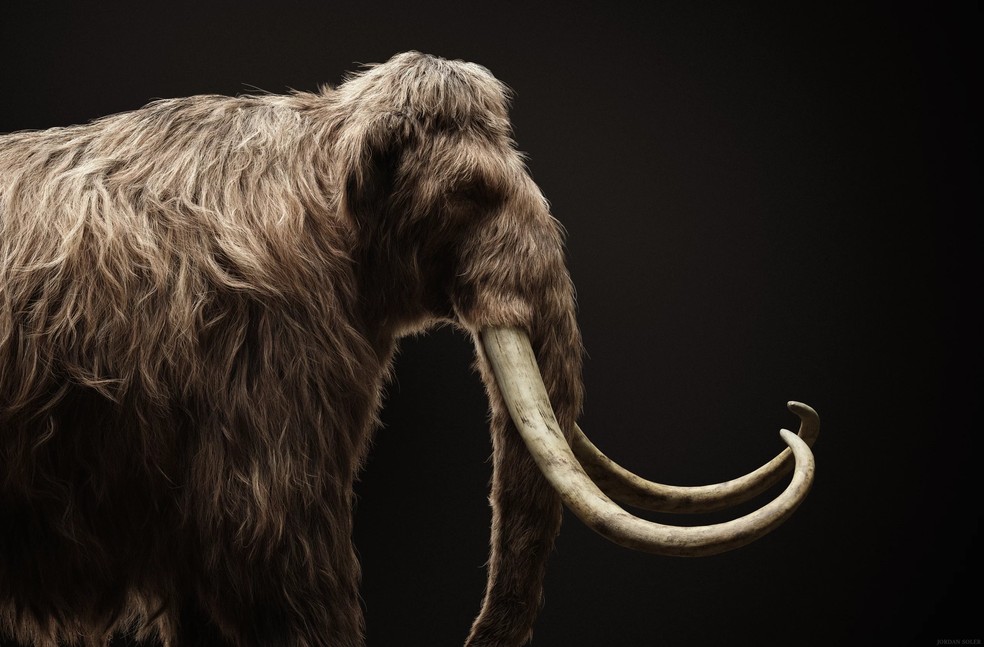 Representação artística mostra um mamute-lanoso, espécie extinta há 10 mil anos. — Foto: Colossal Biosciences