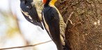 Sarı alınlı Benedito (Melanerpes flavifrons)