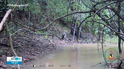 Projeto Tucãtins Silvestre monitora animais ameaçados na Ilha do Bananal