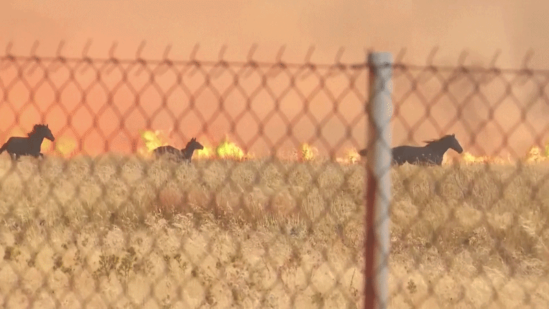 VÍDEO: cavalos fogem das chamas em incêndio florestal na Grécia