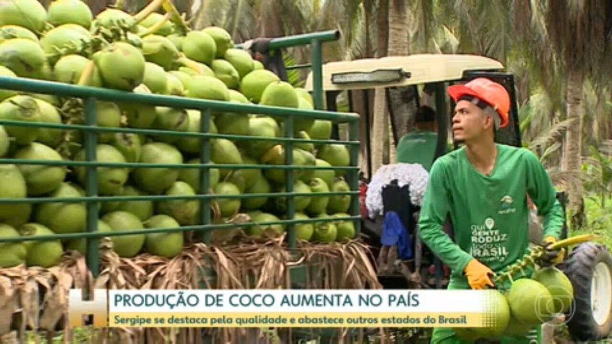 Exemplo De Municipio Onde Se Pratica A Monocultura Do Coco