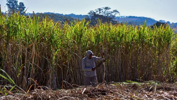 Trabalhadores agrícolas são frequentemente remunerados por produção, o que é um incentivo para trabalhar mais e evitar pausas, mesmo sob altas temperaturas — Foto: Getty Images via BBC