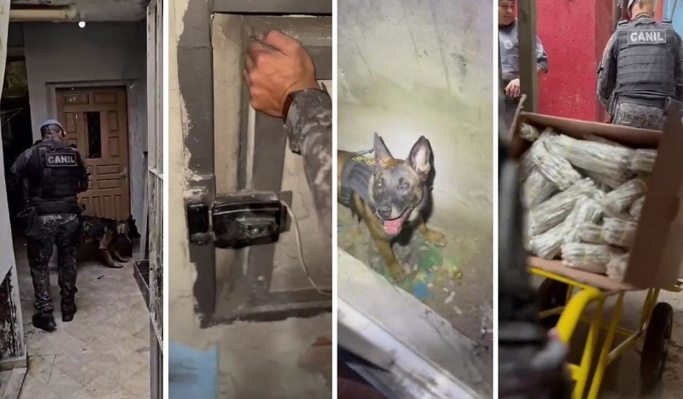Cão farejador descobre esconderijo