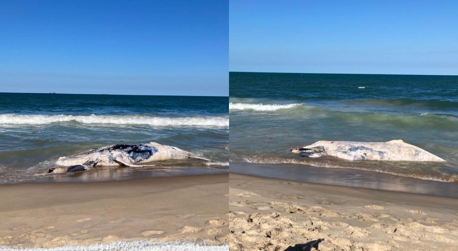 Filhote de baleia-jubarte de oito metros é achado morto encalhado em praia de SC