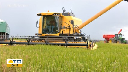 Colheita de arroz no Tocantins deve ultrapassar 600 mil toneladas em 2026