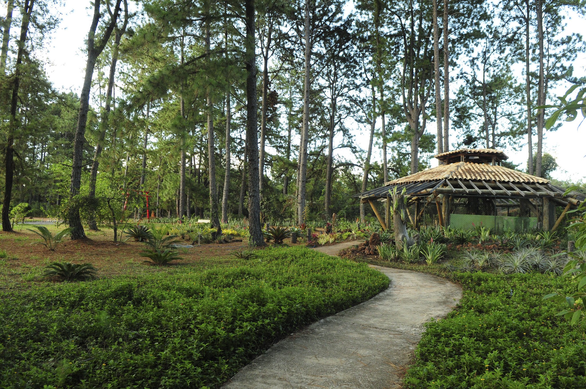 Jardim Botânico de Brasília vai substituir pinheiros tradicionais por árvores nativas do cerrado