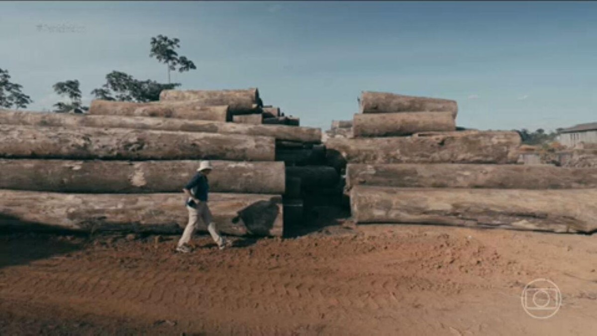 Esquema criminoso esquenta madeira nobre retirada ilegalmente de terras indígenas