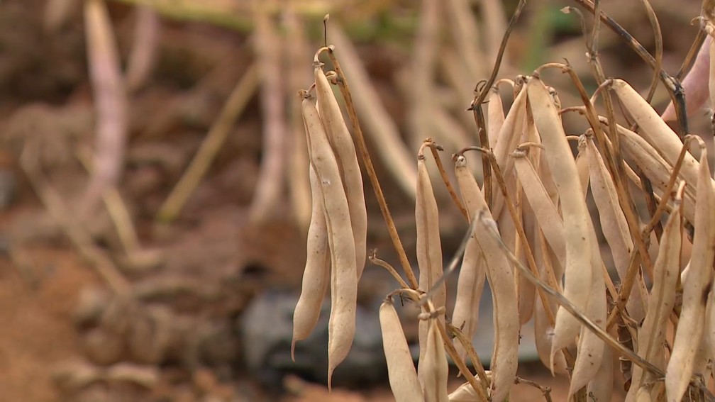 Vagens de feijão em lavoura de Venda Nova do Imigrante, ES — Foto: Reprodução/TV Gazeta