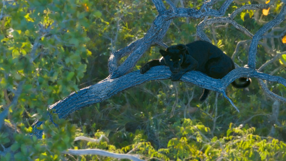 F&ecirc;mea mel&acirc;nica de on&ccedil;a-pintada fotografada na regi&atilde;o do Parque Nacional Grande Sert&atilde;o Veredas &mdash; Foto: Eduardo Fragoso / On&ccedil;afari