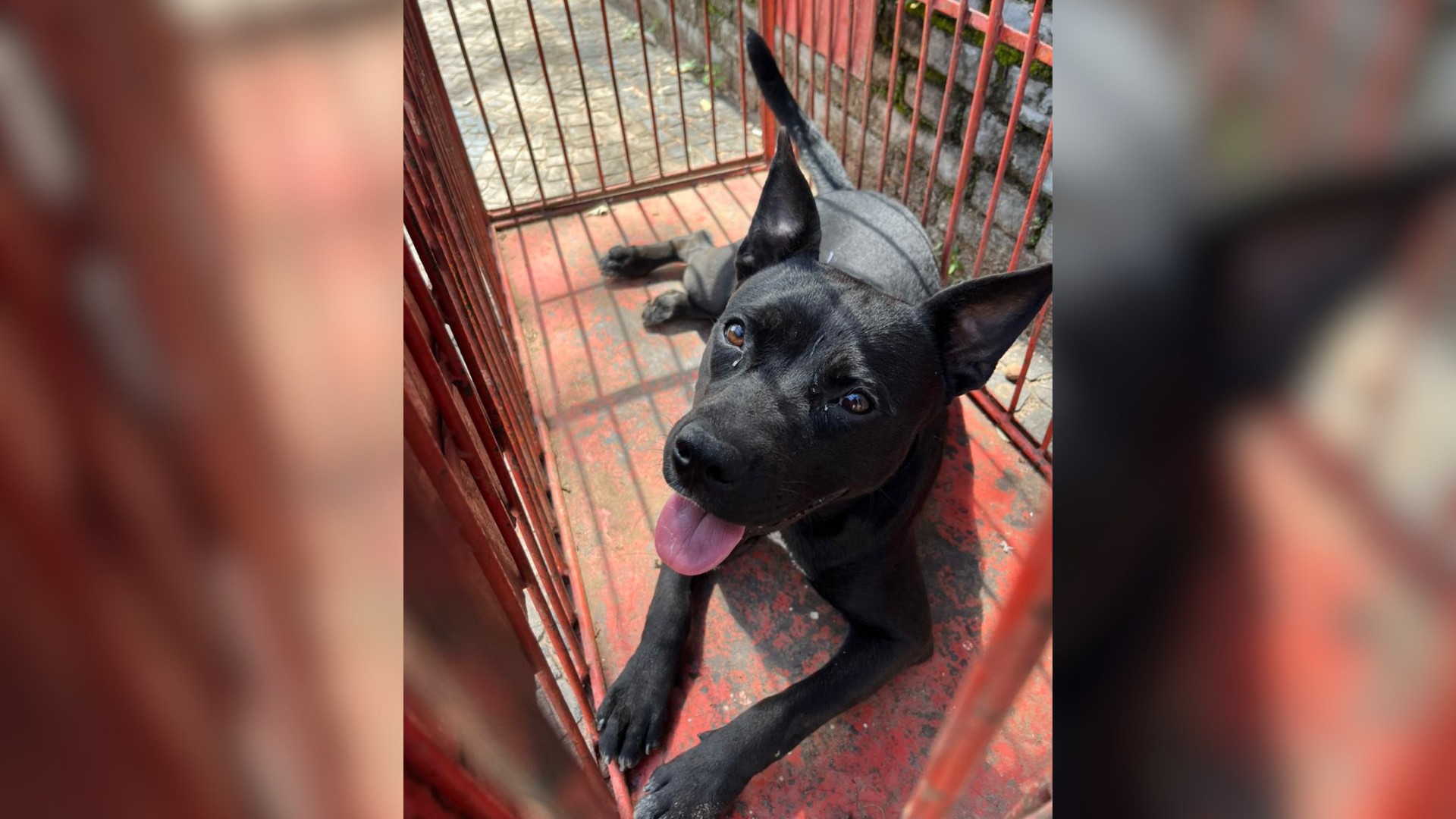 Crianças ficam feridas após ataque de cachorro em instituição de Itu