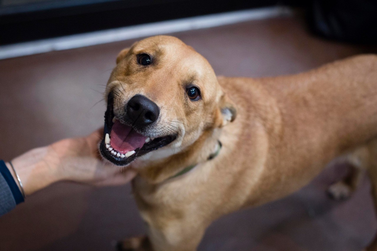 Poá terá inscrições para castração gratuita de animais nesta quarta-feira