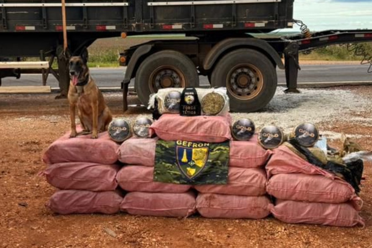 Caminhoneiro é preso após cães localizarem 400 kg de maconha em carreta em MT 