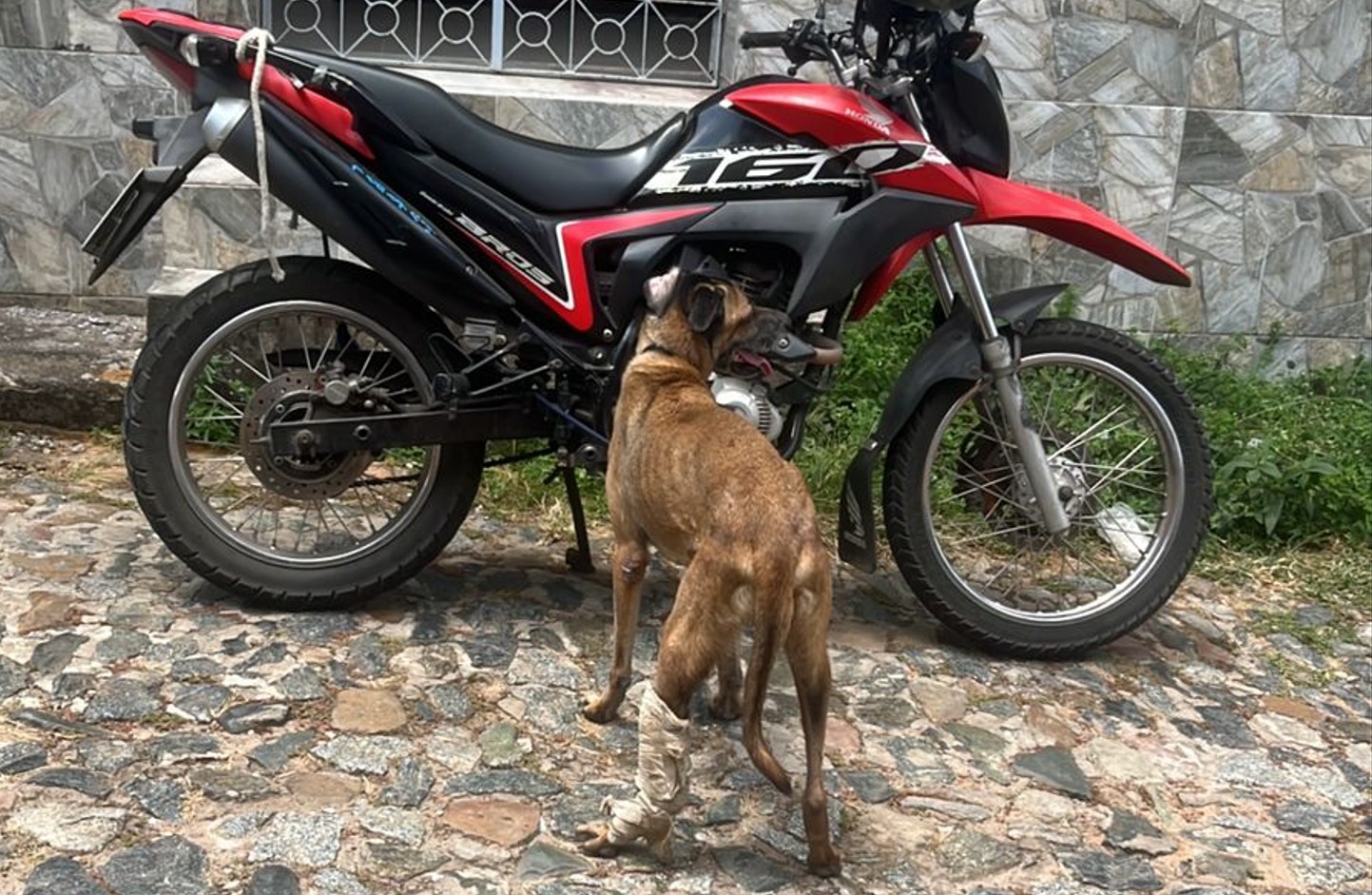 VÍDEO: Idoso é preso em flagrante em São Luís por arrastar cachorro amarrado a moto