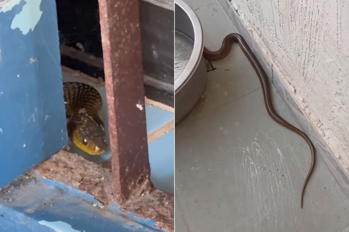 Moradora se surpreende com cobra no quintal de casa no litoral de SP; VÍDEO 