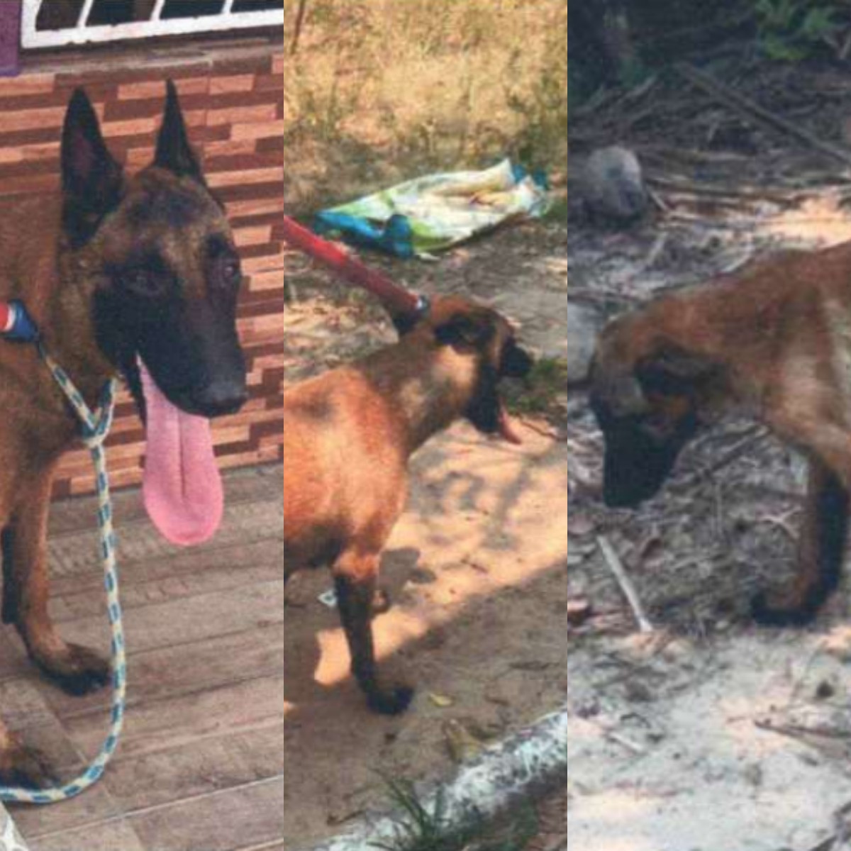 Idoso é condenado por maus-tratos após deixar cães sozinhos em casa para viajar no AC