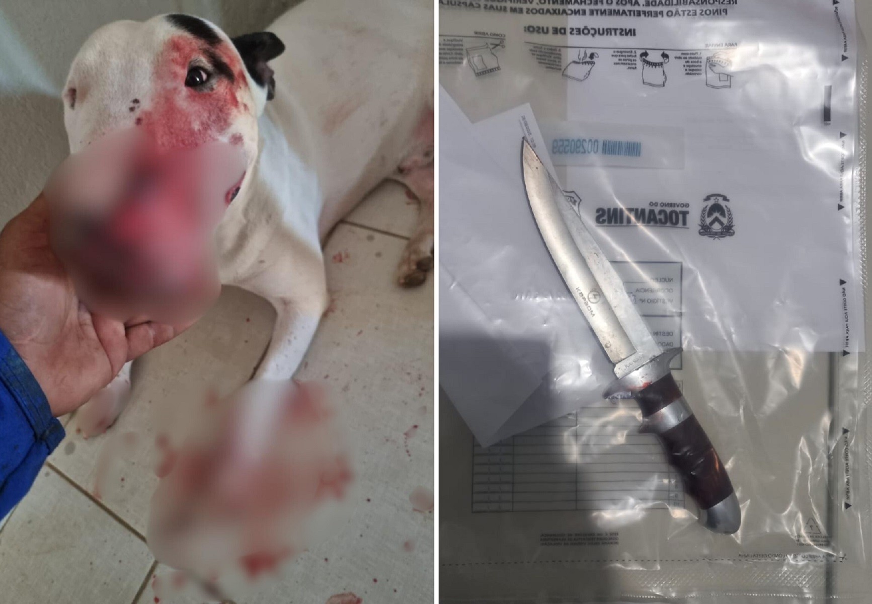 Tio é preso suspeito de esfaquear patas e focinho de cachorro da própria sobrinha