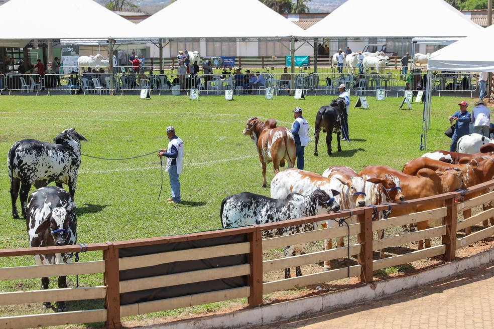 Expoabra em Brasília — Foto: Agência Brasília