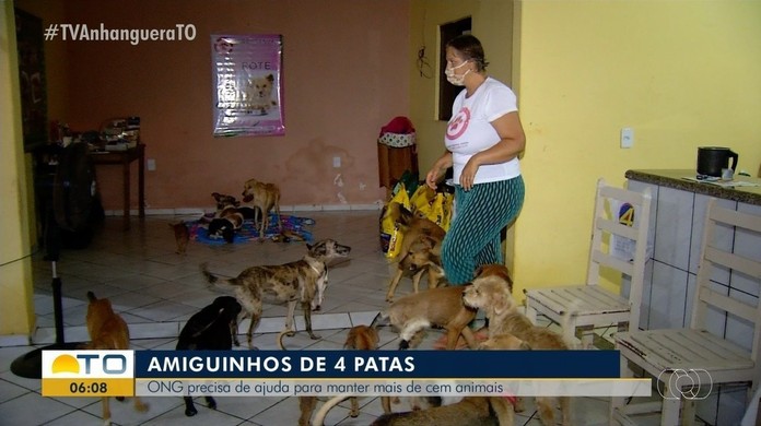 ONG que cuida de animais vítimas de maus-tratos está sendo despejada de  casa em Palmas, Tocantins