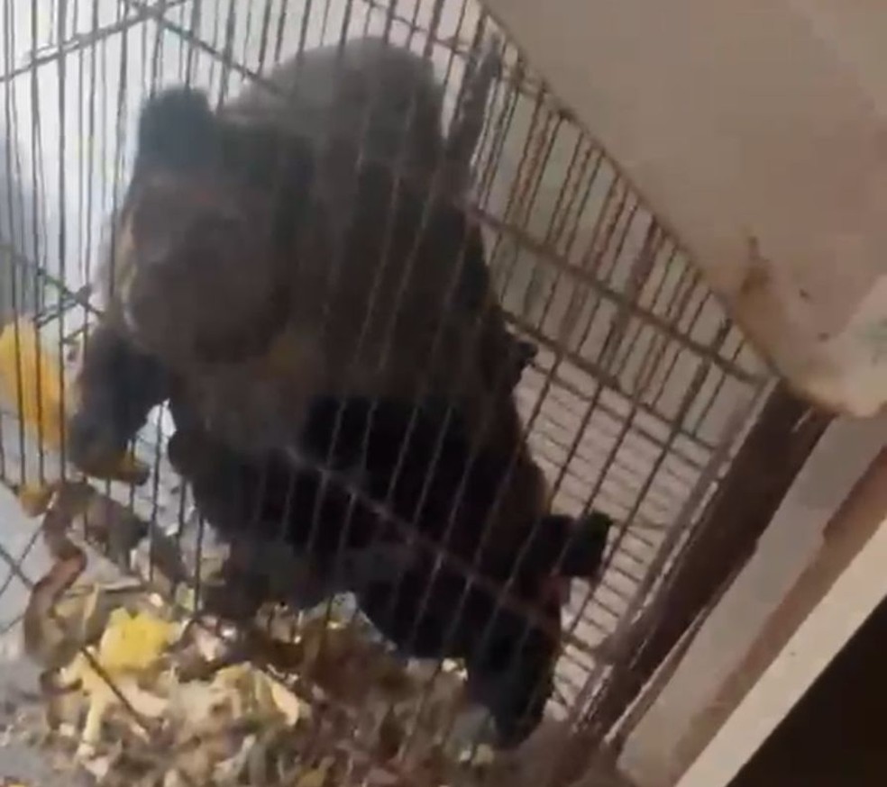 Macaco é resgatado pela Polícia Civil durante operação na Maré — Foto: Reprodução
