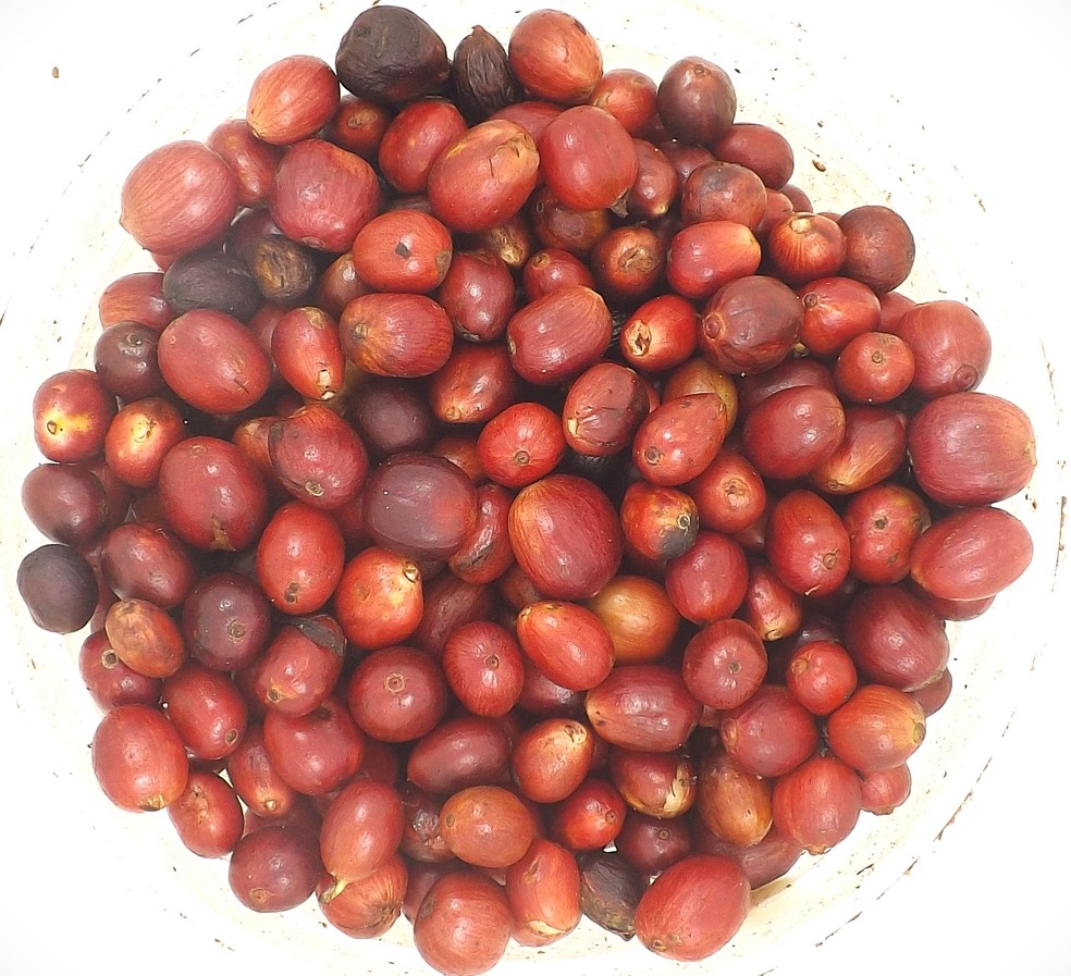 Frutos cereja de café arábica e conilon são inseridos em máquina desenvolvida no Espírito Santo que consegue prever a qualidade sensorial — Foto: Reprodução