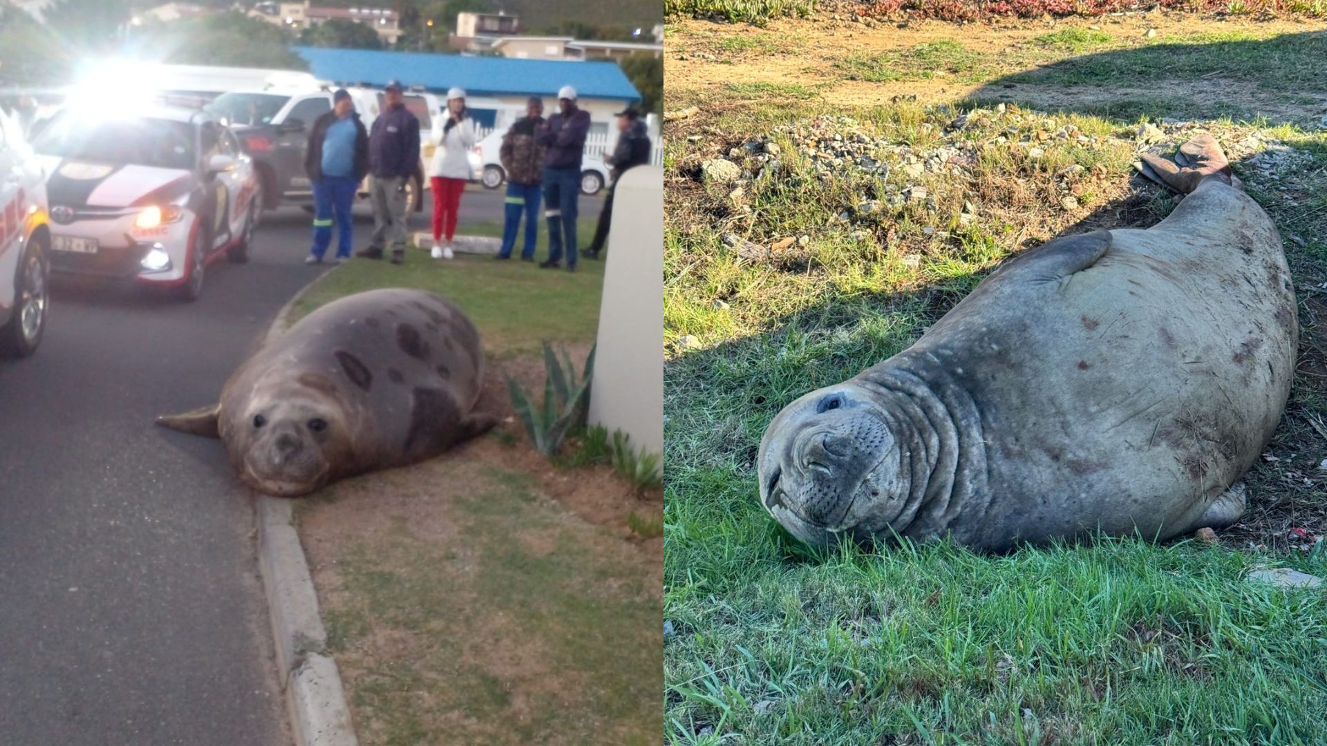 Elefante-marinho 'invade' ruas na África do Sul e mobiliza operação de resgate