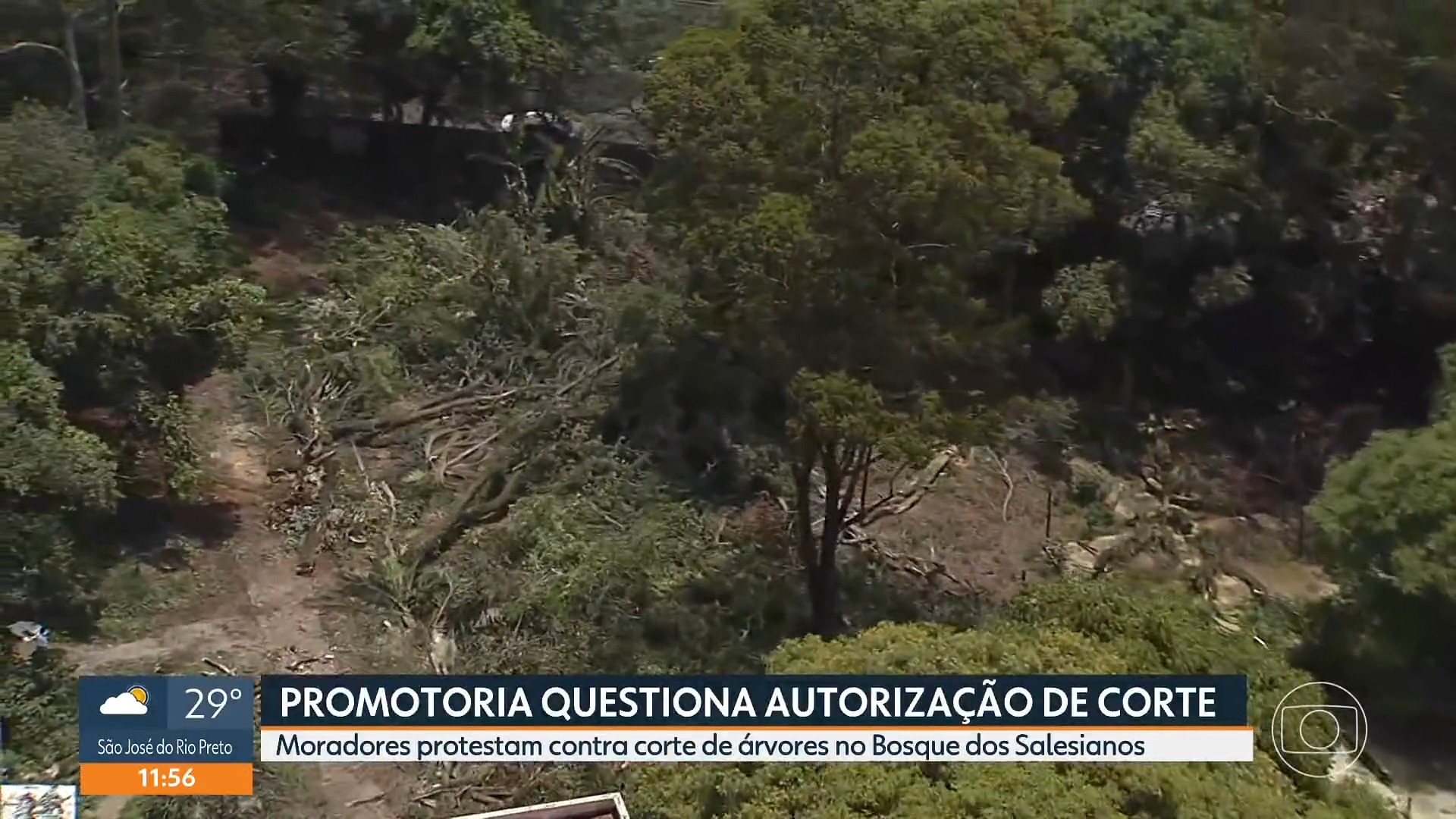 Derrubada de árvores na Lapa, Zona Oeste de SP, causa protesto, bate-boca e presença da GCM no Bosque dos Salesianos