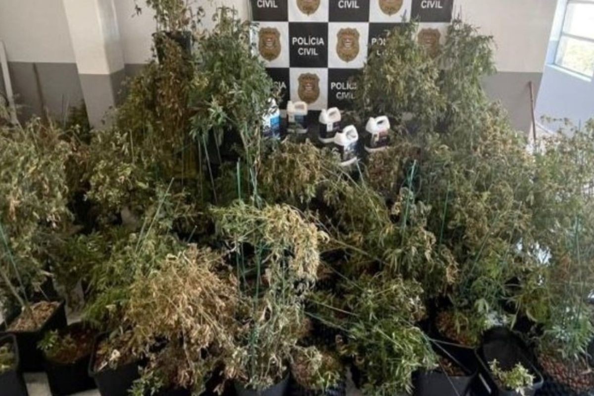 Casal perde casa de alto padrão após condenação por cultivo de maconha no litoral de SP