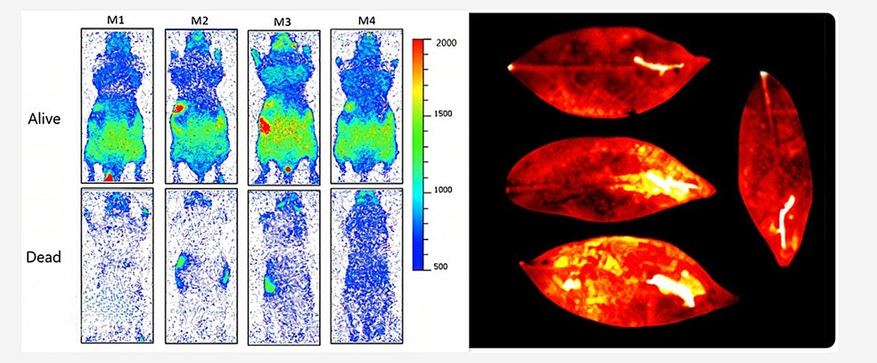Imagens capturadas durante experimento mostra "luz da vida" em camundongos e plantas  — Foto: The Journal of Physical Chemistry Letters (2025)
