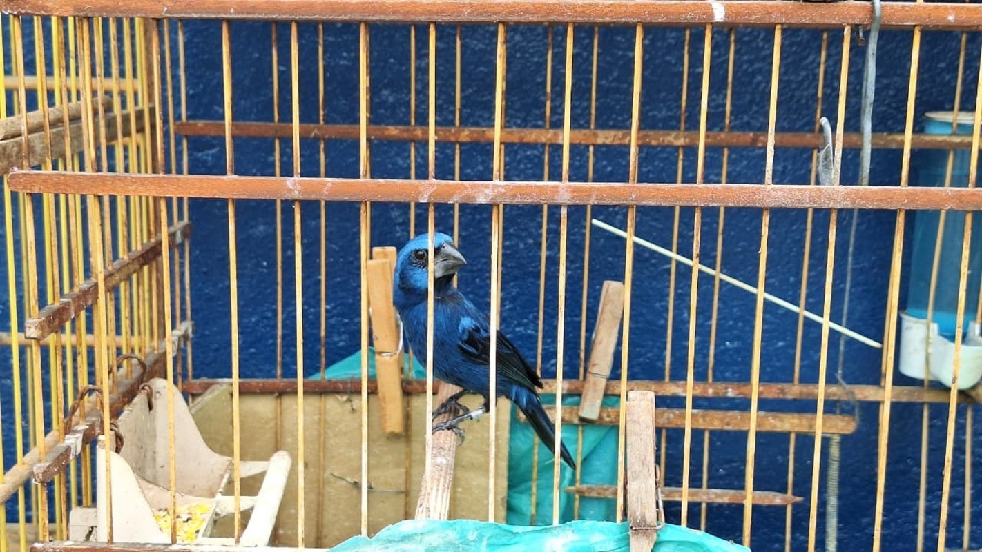 GCM apreende 27 aves silvestres em bairro de Santa Isabel