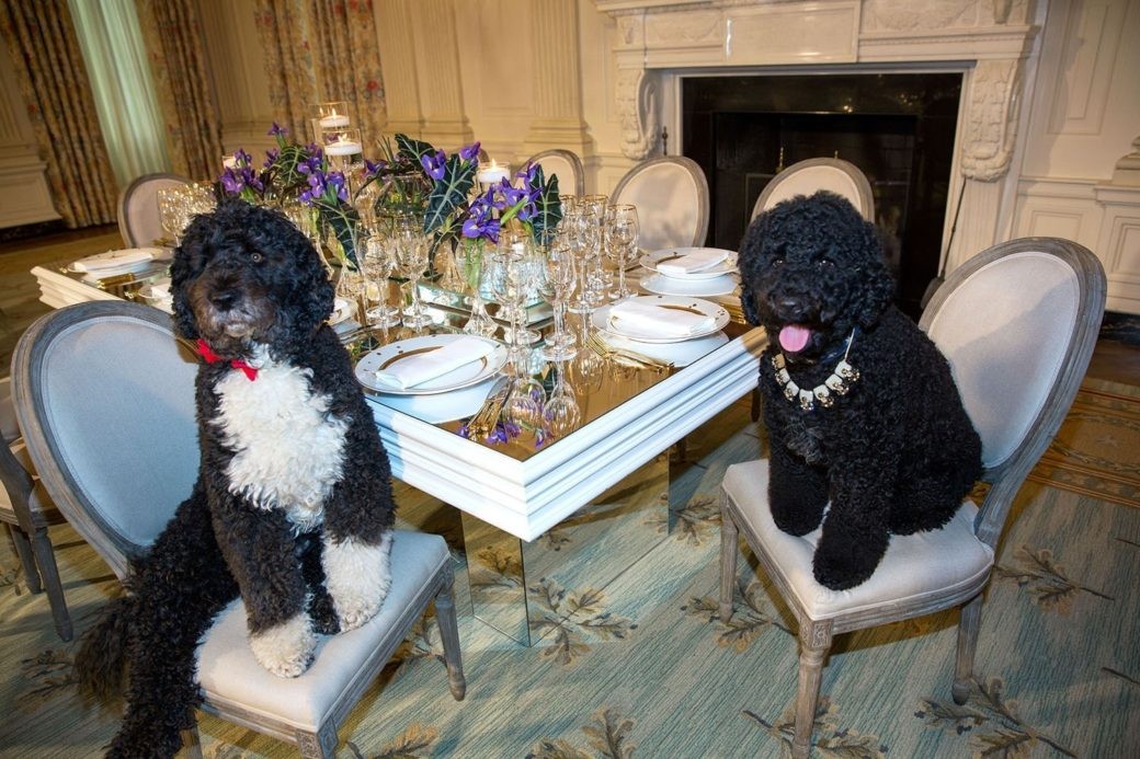 Cachorro da família Obama morre e ex-presidente faz homenagem nas redes ...