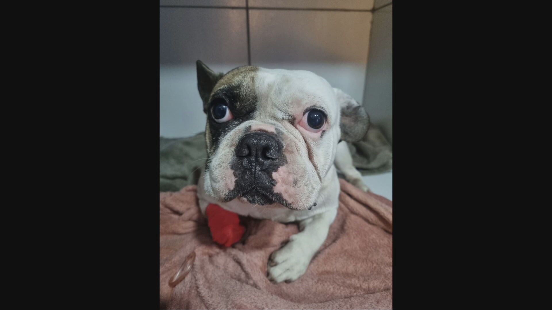 Homem atira em cachorro na porta de loja em BH; VÍDEOS