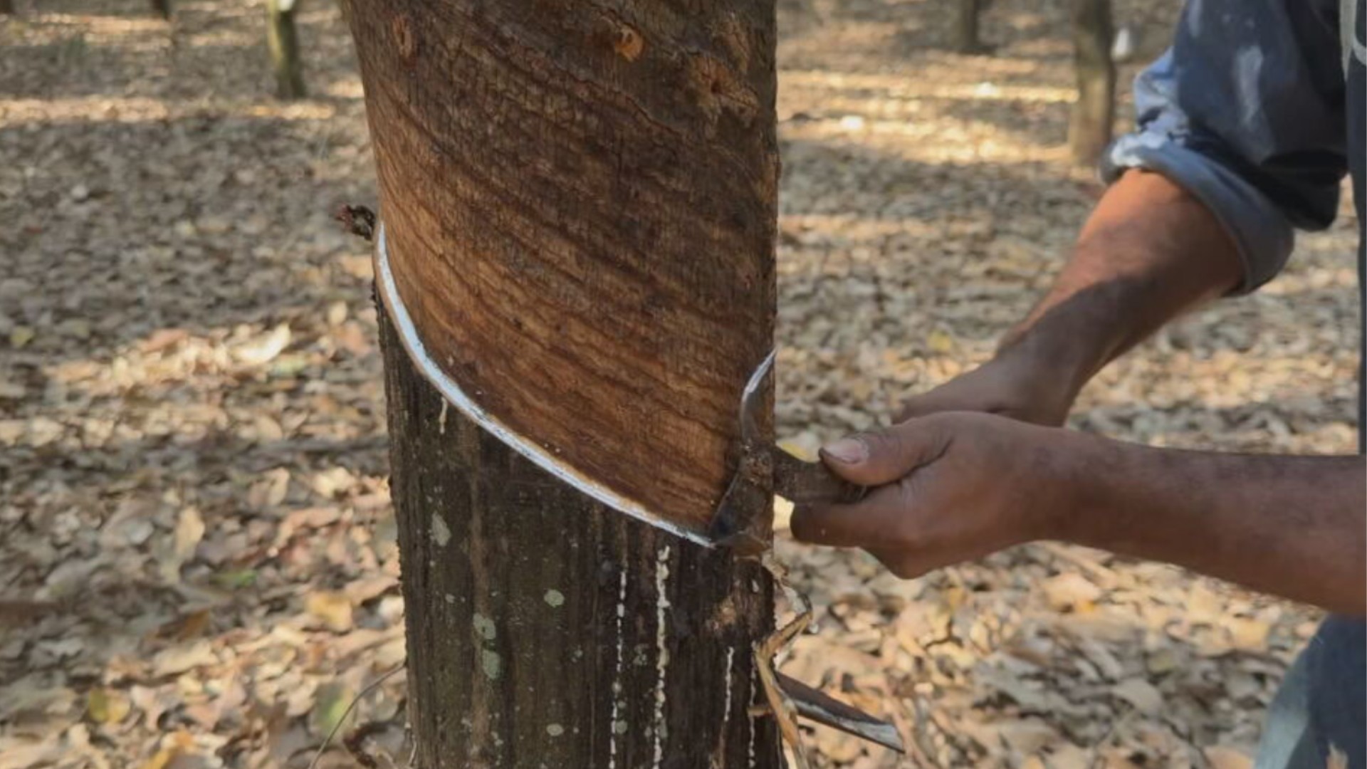 Falta de mão de obra afeta produção de borracha e limão e preocupa agricultores no noroeste de SP