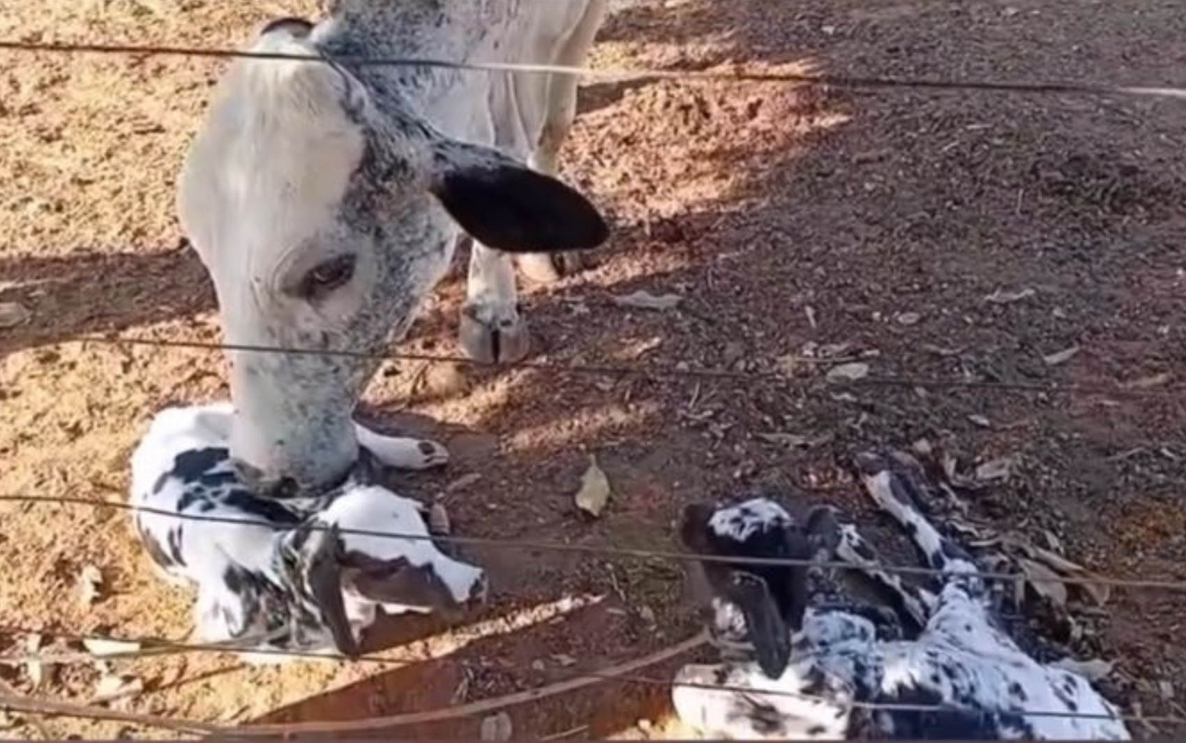Vaca pare bezerras gêmeas em caso incomum, em Goiás