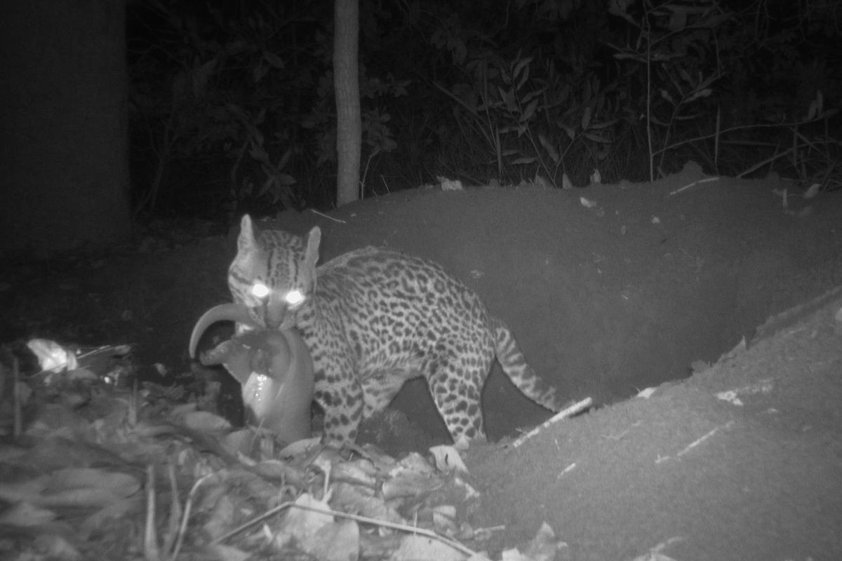 Vídeo inédito: jaguatirica invade toca e preda filhote de tatu-canastra no Cerrado