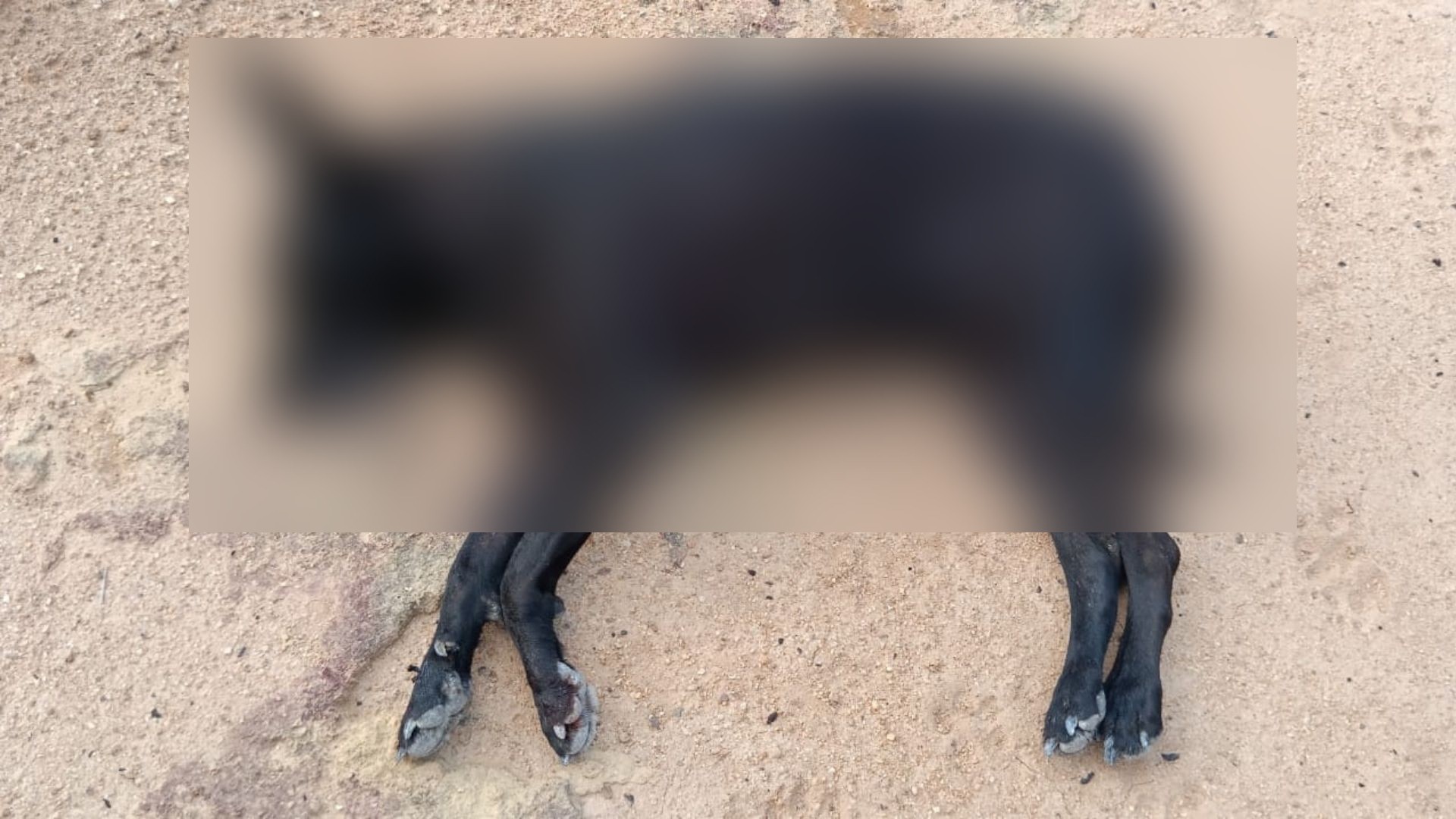 Cadela comunitária é morta a tiros em Pancas; suspeito é preso