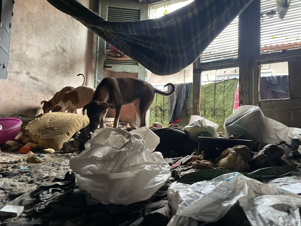 Cães foram encontrados em uma casa suja, sem condições de habitação e sem acesso à água. — Foto: Divulgação/Polícia Civil