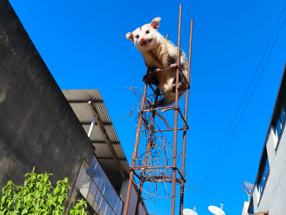 Gambá vai parar em cima de vergalhões para escapar de cachorros em Formiga, MG