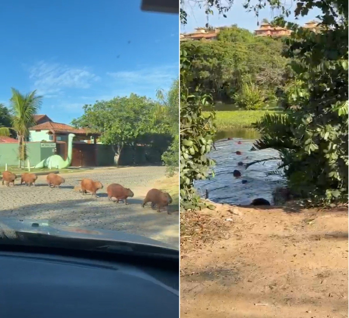 Vídeo mostra grupo de capivaras atravessando avenida em fila indiana em Búzios