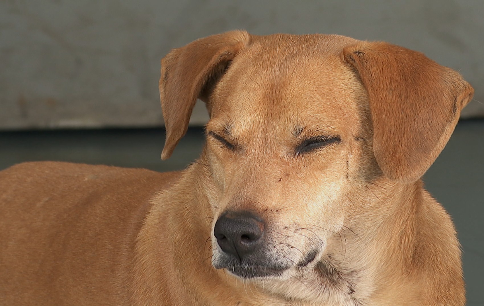 'Hachiko de Guariba': há 8 anos, cachorro espera por tutora que morreu na Santa Casa da cidade