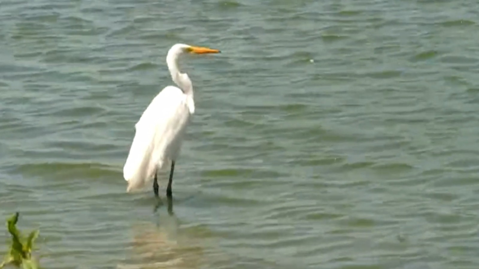 Nem os patos escapam: aves são furtadas no Lago Jacarey, em Fortaleza