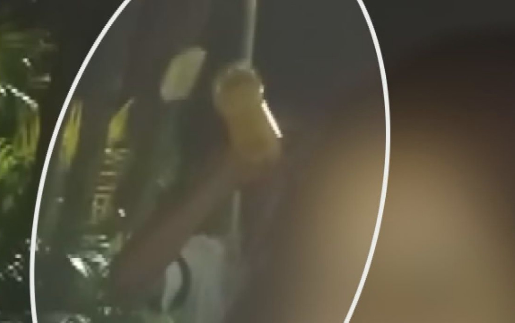 Após vídeo com garrafa, família contesta jovem que negou beber antes de acidente que matou adolescente em Franca, SP