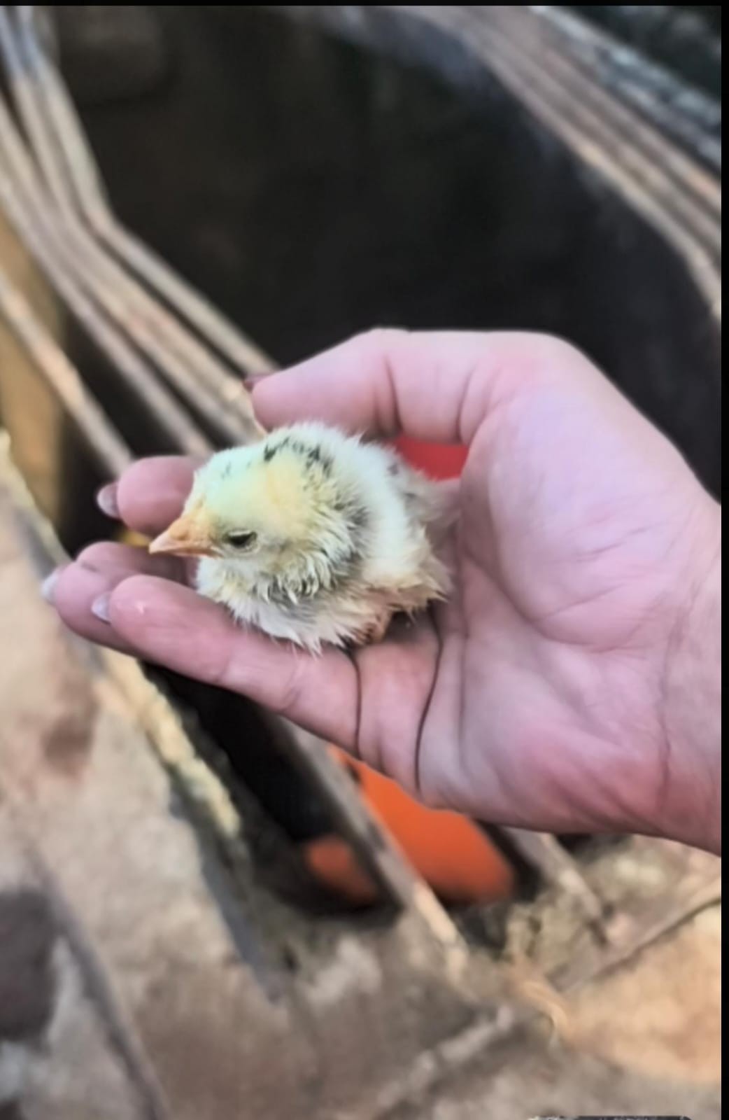 Pintinhos perdidos em galeria pluvial: entenda operação dos bombeiros para salvar aves em cidade mineira; VÍDEO