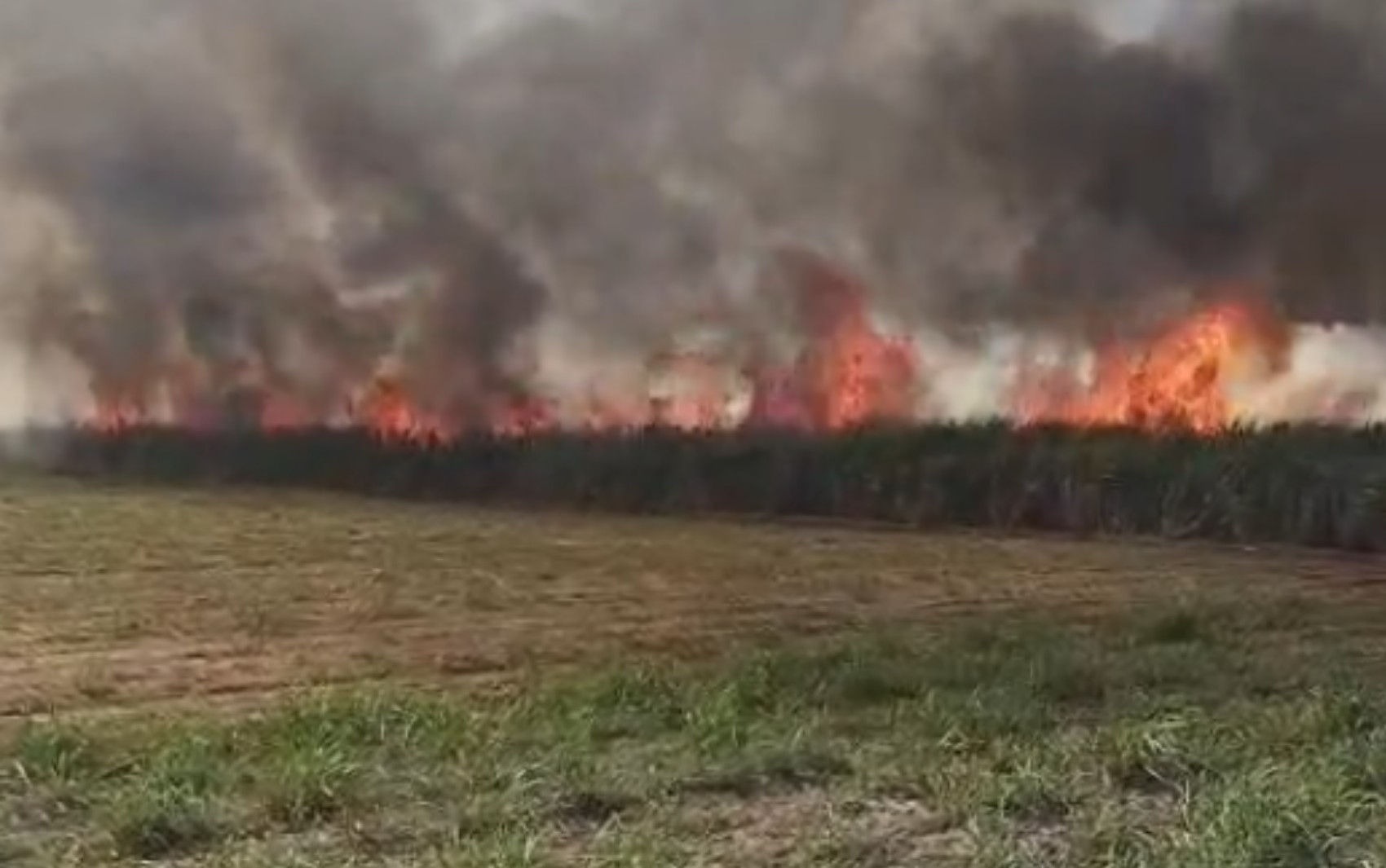 Incêndio atinge área rural de Jardinópolis, SP