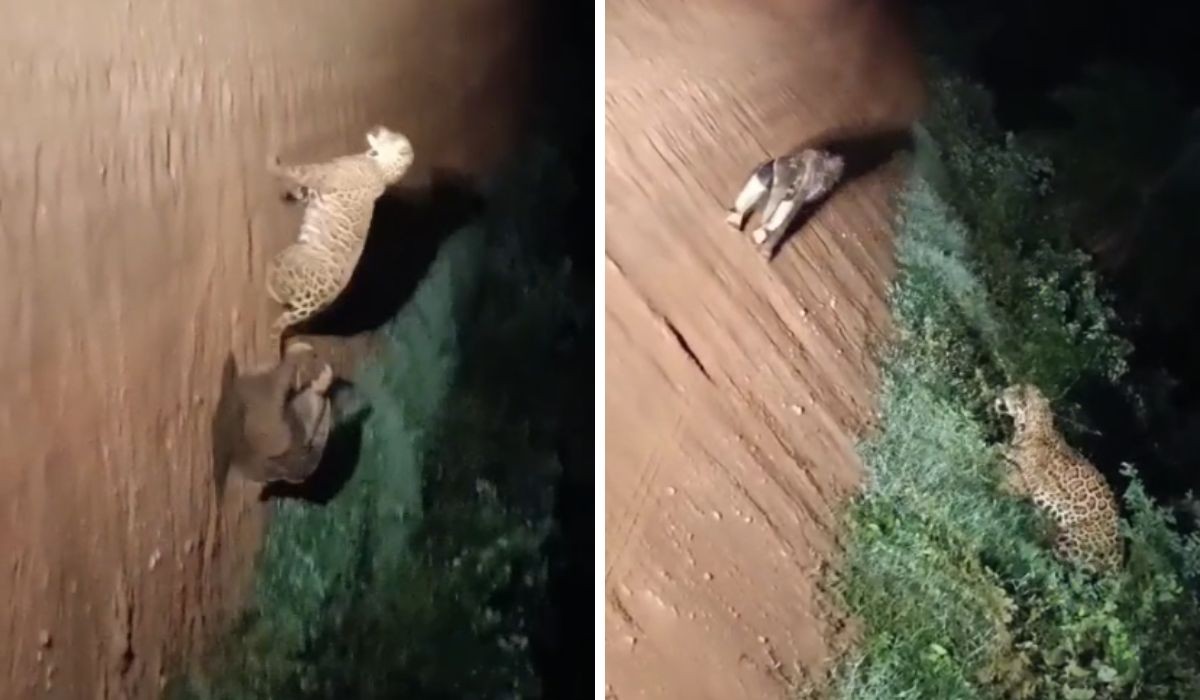 Por que a onça desistiu? Biólogo analisa vídeo de ataque a tamanduá no Pantanal