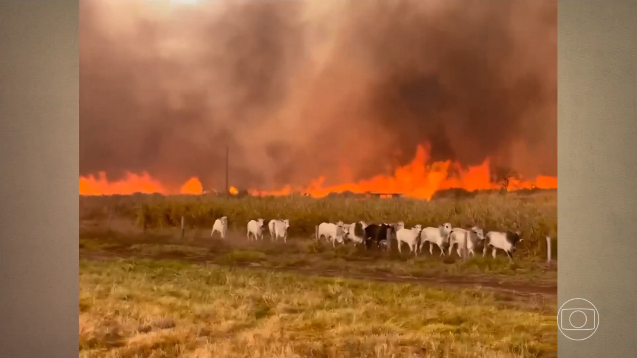 Incêndios Devastam Fazendas em Três Estados; Gado Foge do Fogo