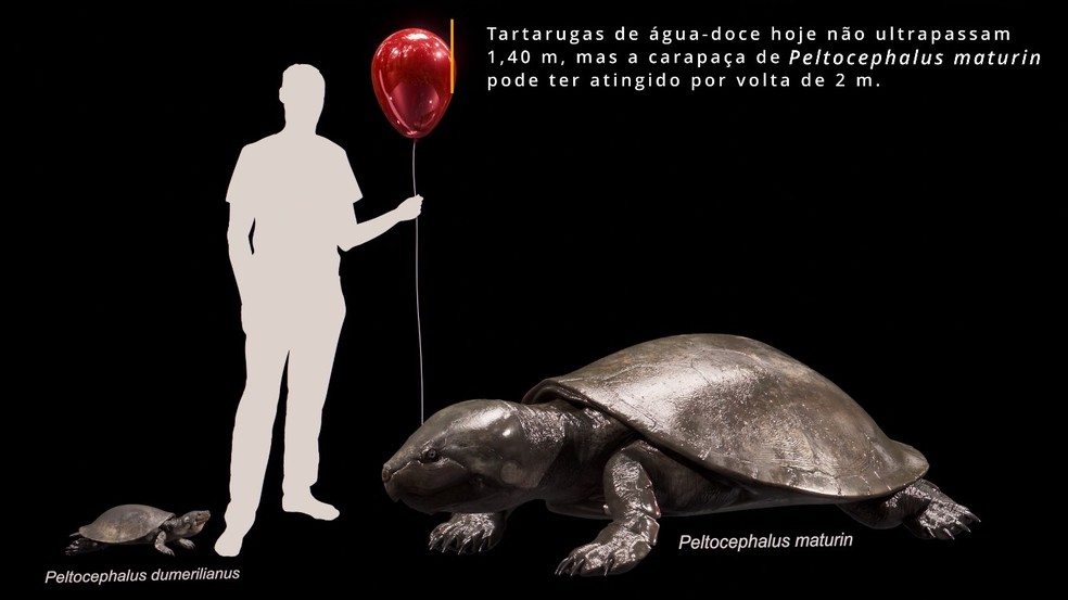 Comparações de tamanho da nova tartaruga descoberta em Rondônia — Foto: Lucas Mateus