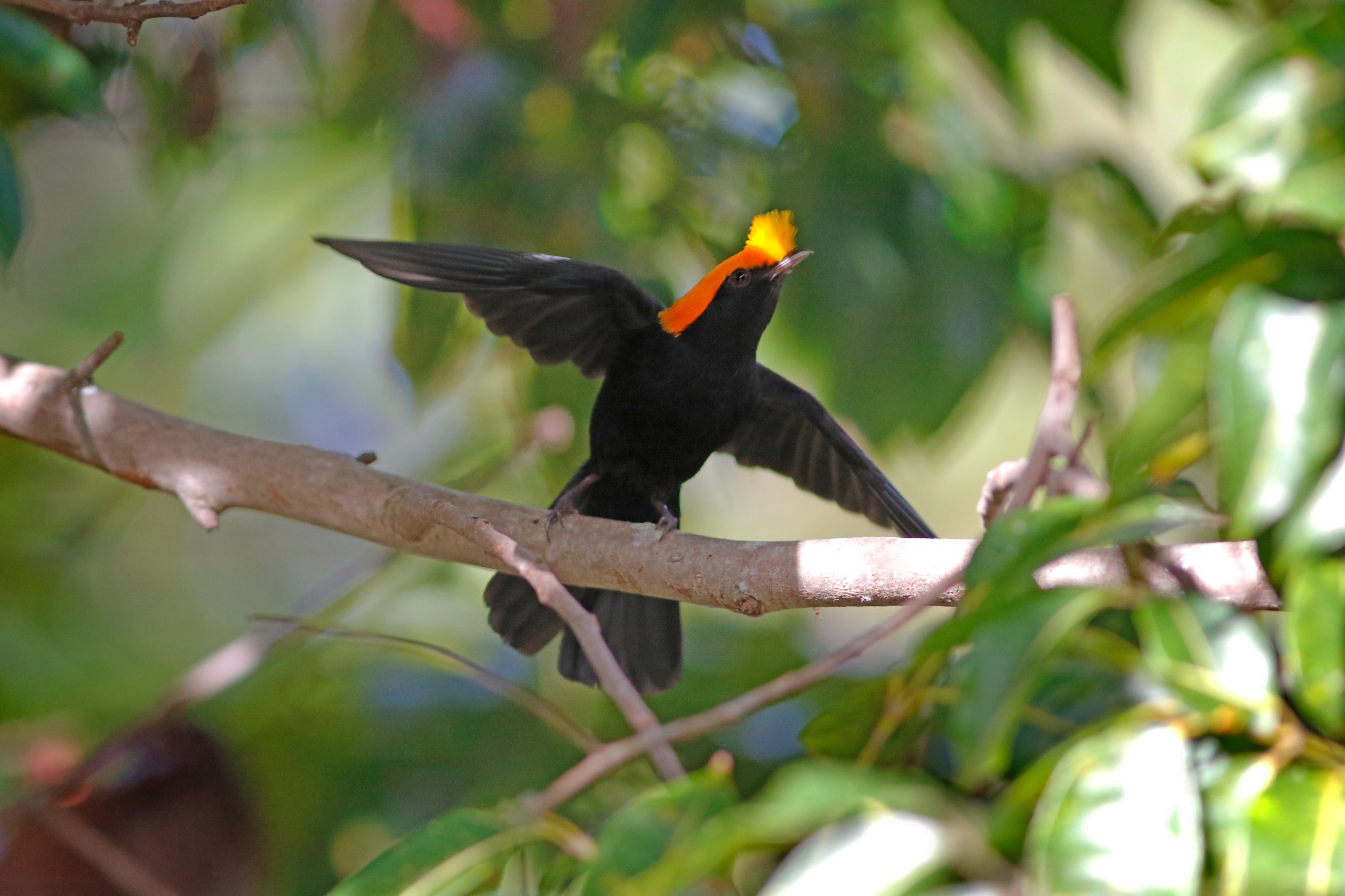 Ave com topete de cor diferente chama atenção de pesquisadores em Goiás